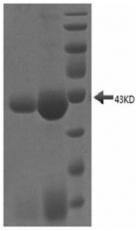 Nanometer antibody for resisting B cell growth stimulating factor and use thereof