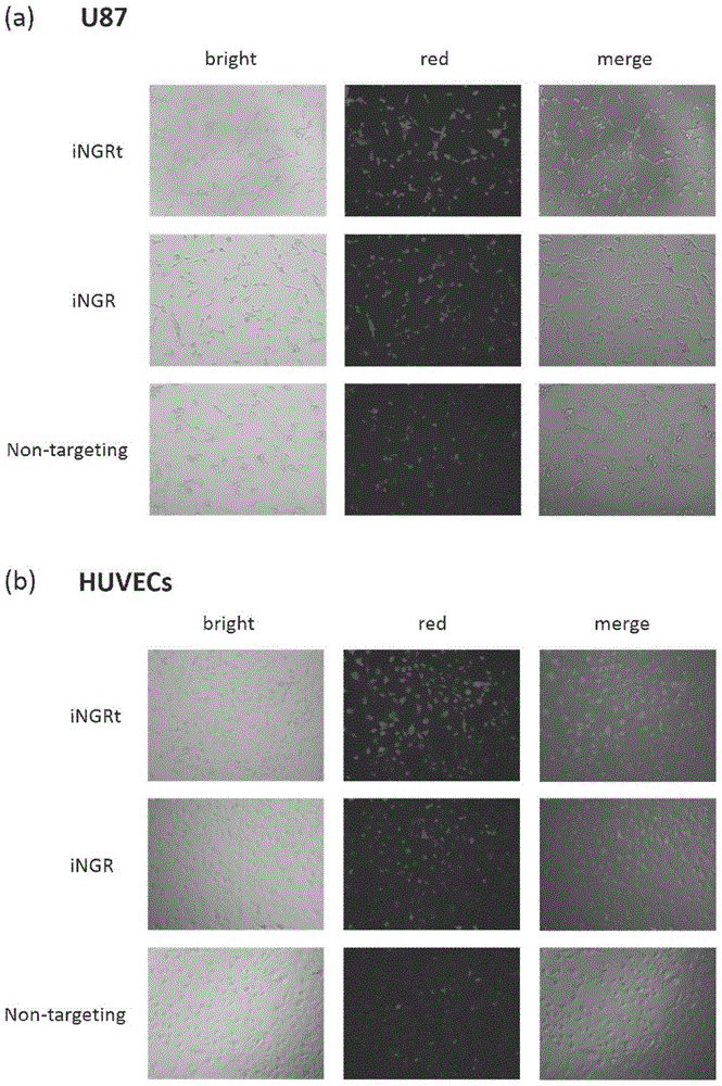 iNGR-modified targeted self-assembly RNAi NANO drug delivery system for brain glioma and preparation method of system