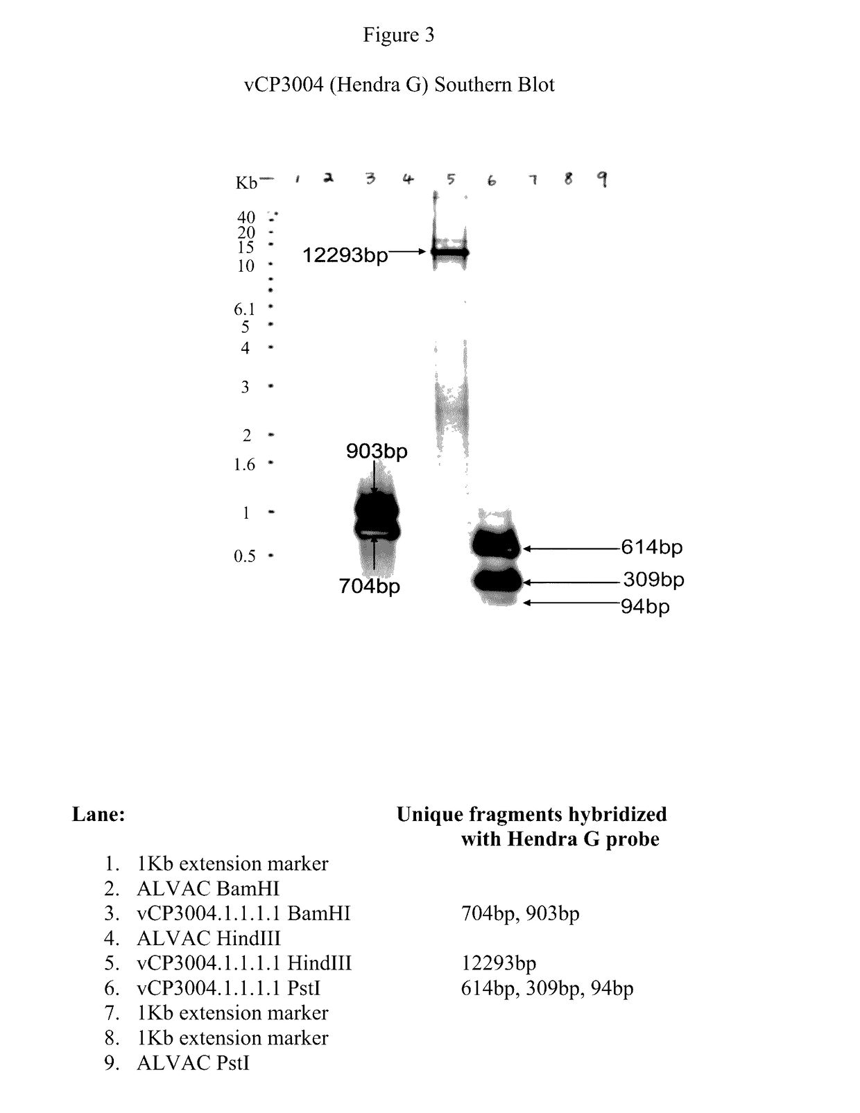 Hendra virus recombinant compositions and uses thereof