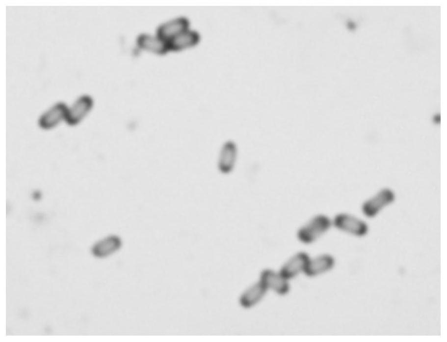 Fermentation method of bacillus velezensis strainSUNO-18S-36