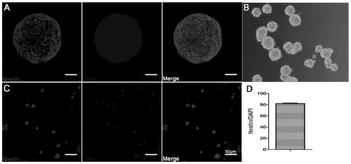 Application of 3,4-dihydroxybenzoic acid methyl ester in the preparation of drugs for inducing neural stem cell/neural precursor cell directed differentiation