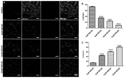 Application of 3,4-dihydroxybenzoic acid methyl ester in the preparation of drugs for inducing neural stem cell/neural precursor cell directed differentiation