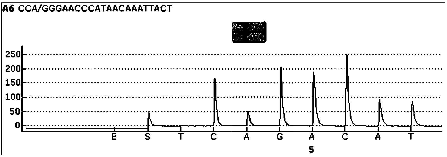 Sequencing primer, kit and detection method for detecting CYP2C19 gene polymorphism