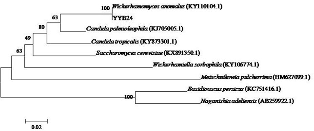 Wickerhamomyces anomalus capable of producing ester at high yield and application thereof