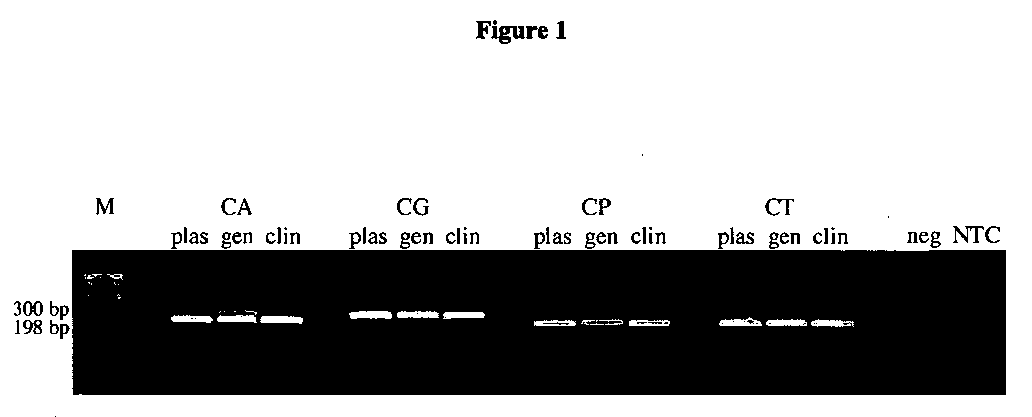 Methods and compositions for detecting and identifying species of Candida