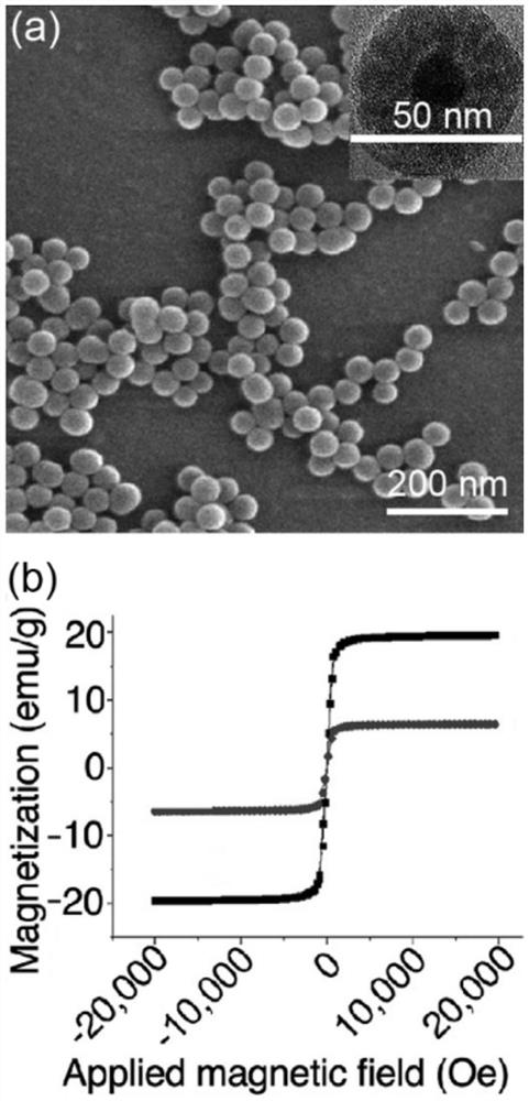 A kind of magnetic nanoparticle and its preparation method for high intraocular hypertension animal model