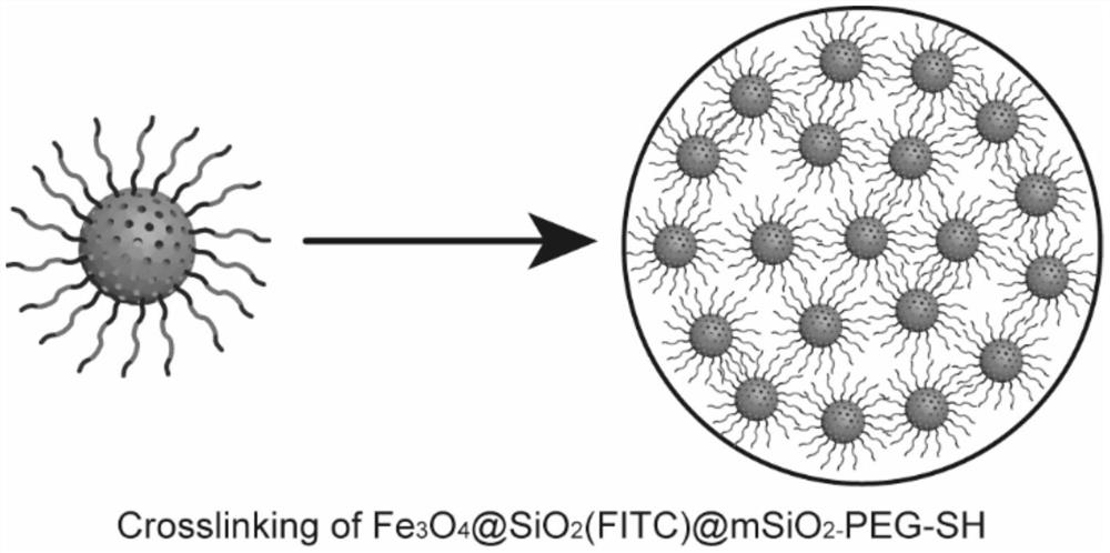 A kind of magnetic nanoparticle and its preparation method for high intraocular hypertension animal model