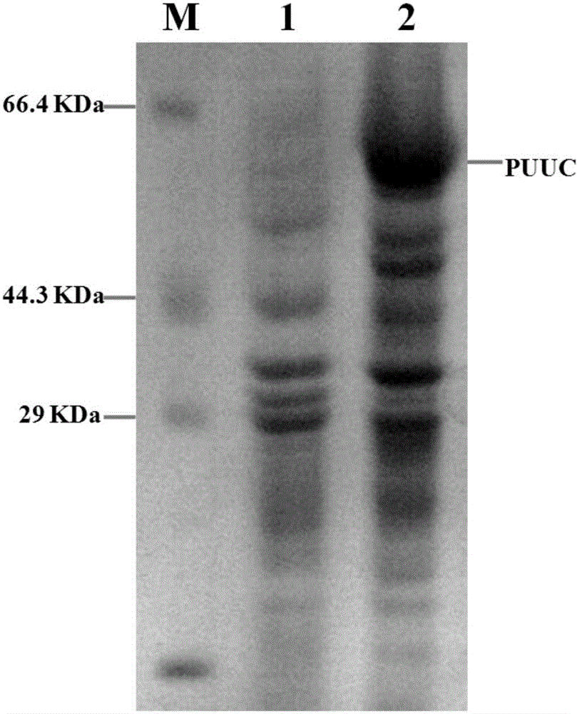 Construction method of 3-hydroxy propionate high-yielding strain recombinant plasmids