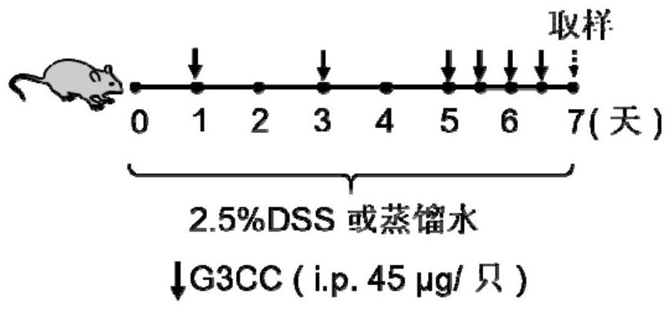 Application of MMP9 inhibitor in preparation of medicine for preventing and/or treating colitis or colon cancer