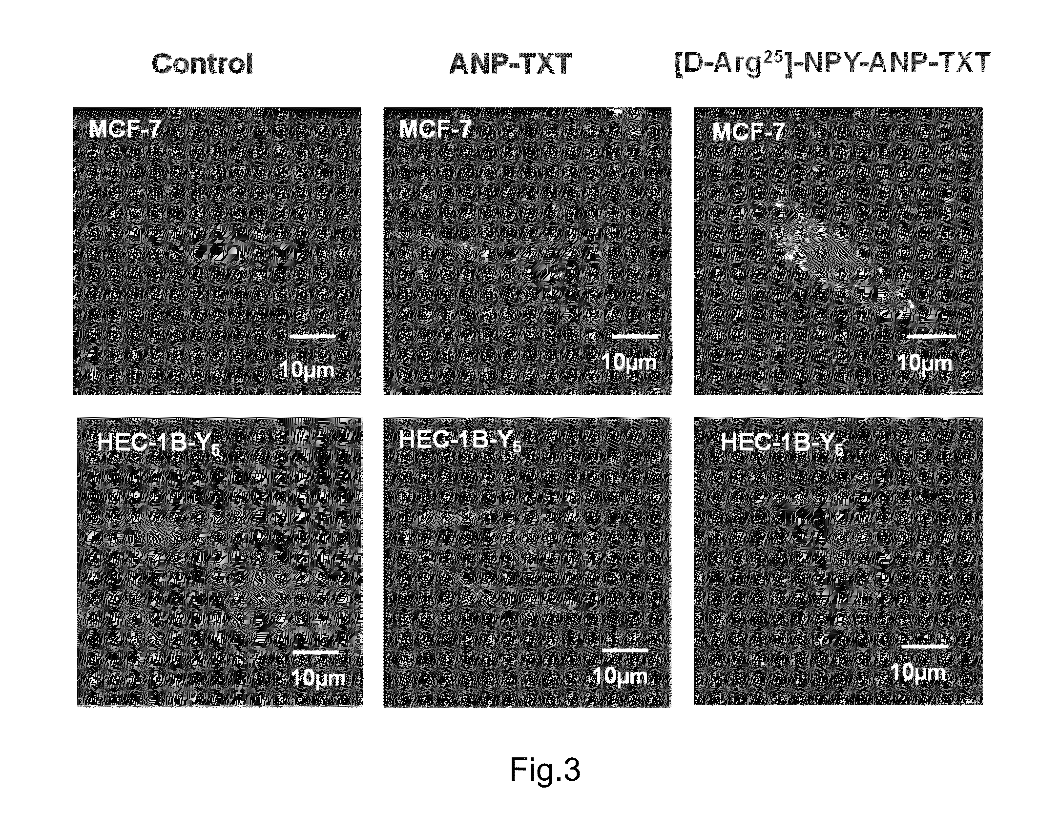 Active targeting antitumor drug and preparation method therefor