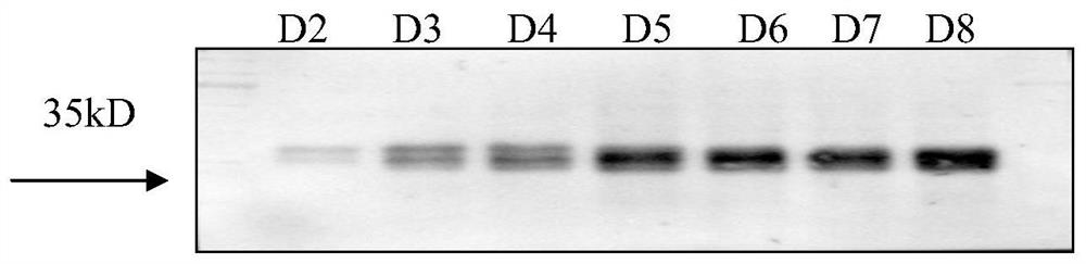 The medical use and pharmaceutical composition thereof of vsig3 small molecule inhibitor