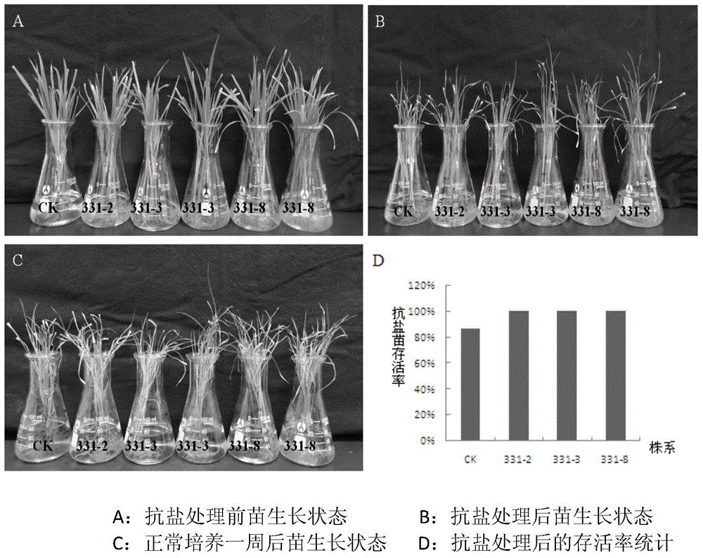 Application of rice gene BSK331 in improvement of plant stress tolerance