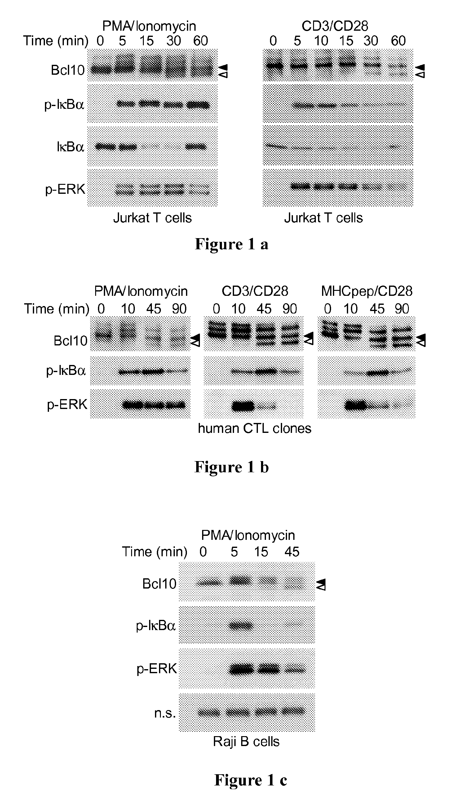 Malt1 specific cleavage in assay and screening method