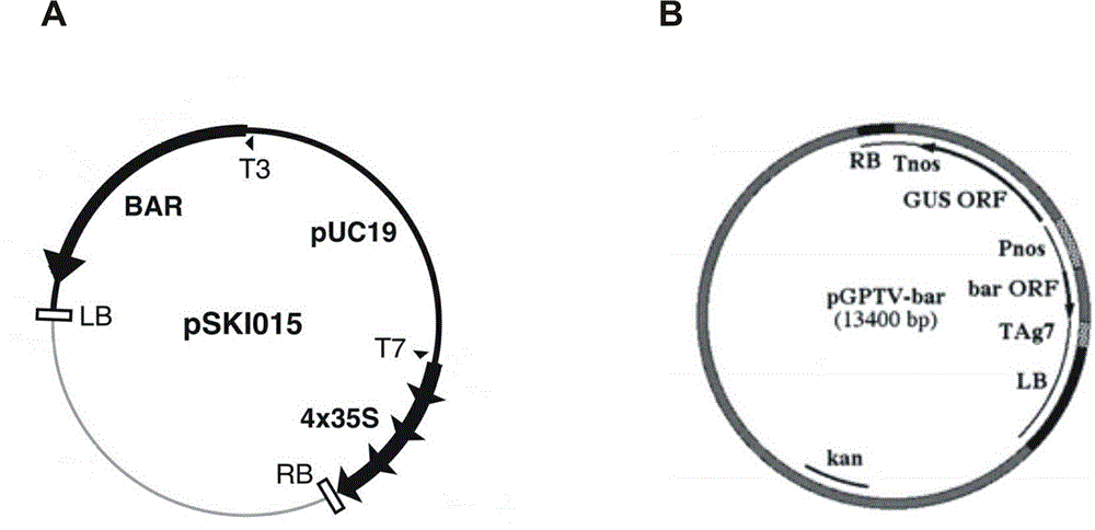 Agrobacterium-mediated orychophragmus violaceus transgene method