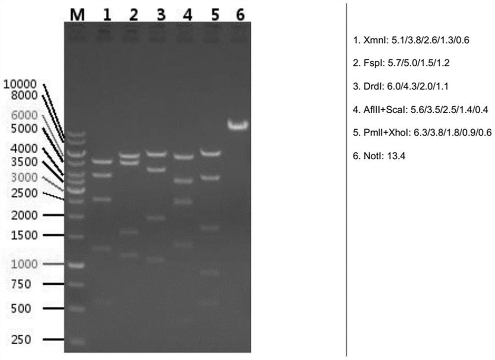 IGFBP7 muscle tissue specific knockout mouse animal model and construction method thereof