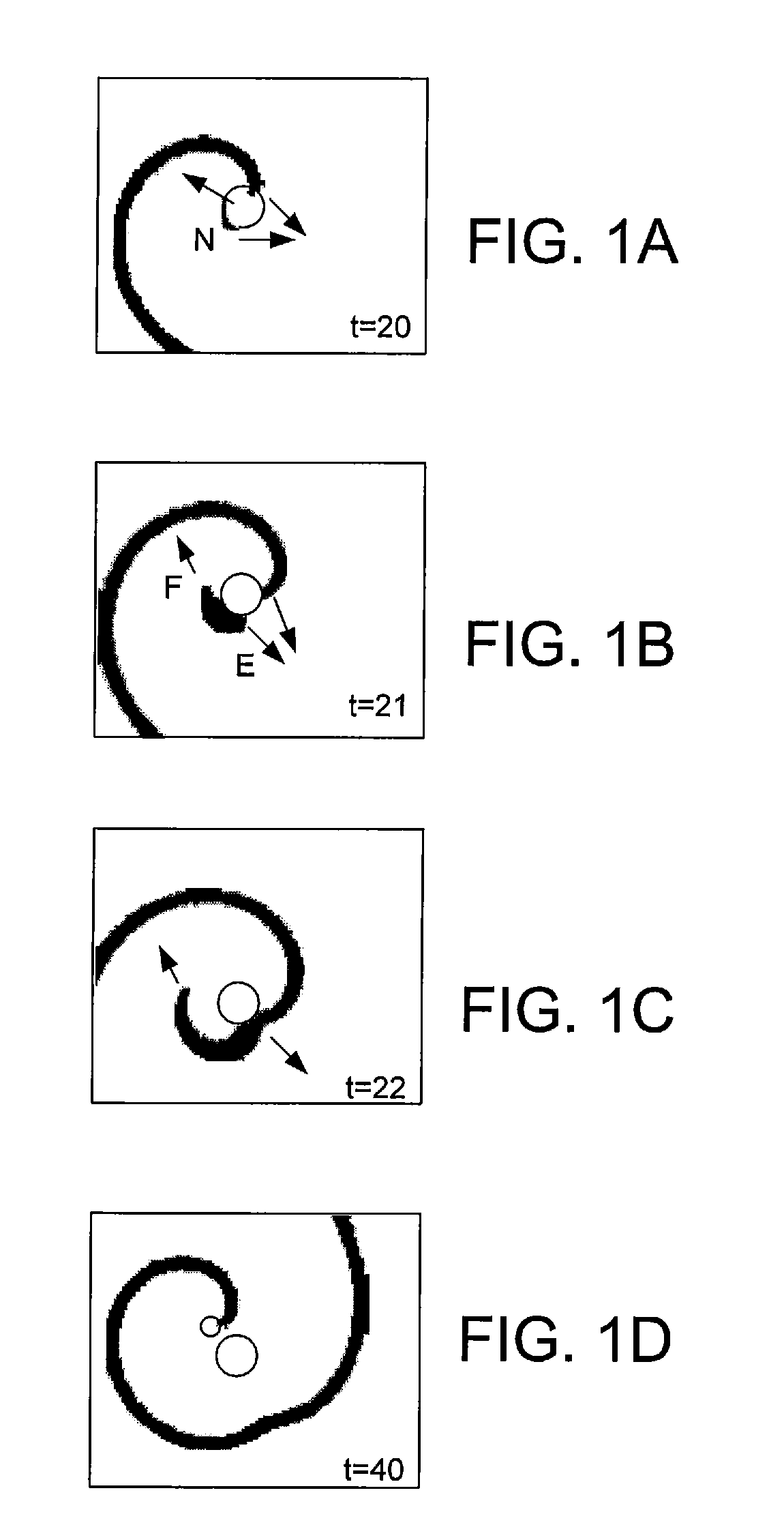 Method for stabilization of cardiac tissue contractions using limit cycles