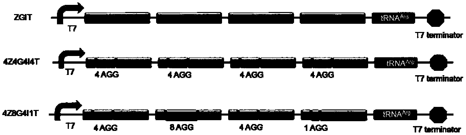 Method for optimizing synthetic route of fatty acid in escherichia coli