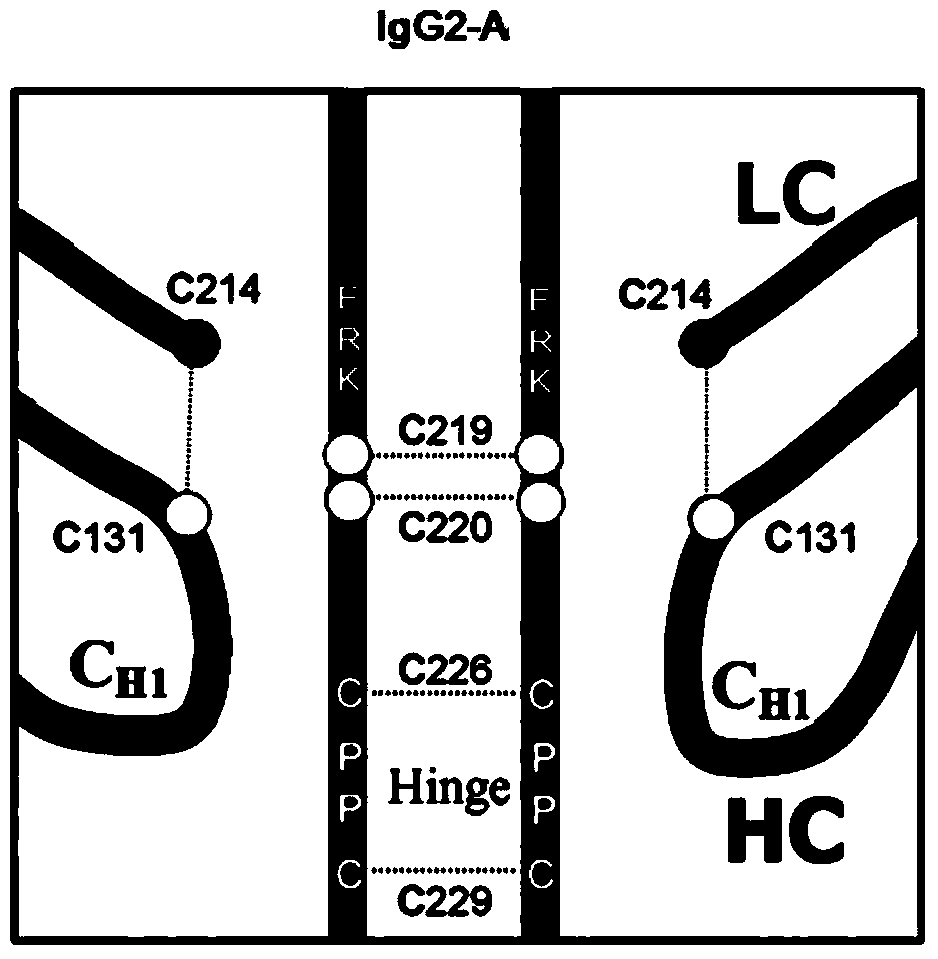 Hinge region modification body of human IgG2 antibody