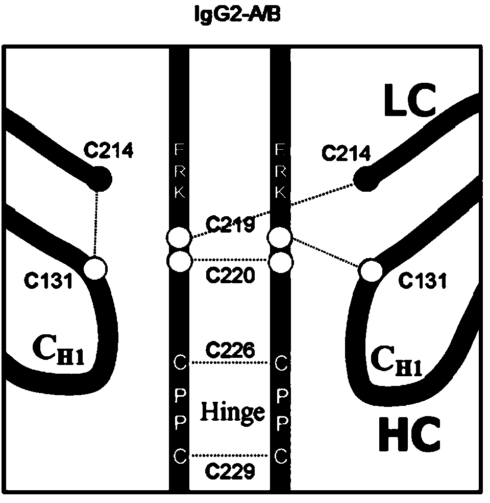 Hinge region modification body of human IgG2 antibody