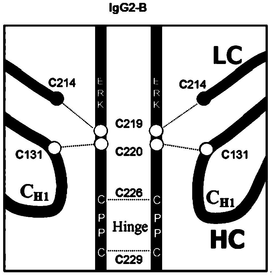 Hinge region modification body of human IgG2 antibody