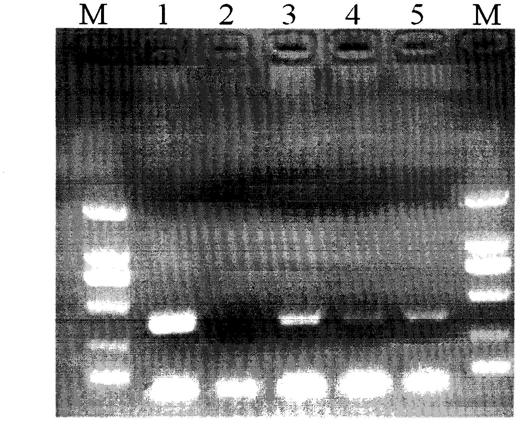 Detection kit and detection method for cabbage oxysporum