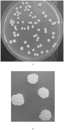 A Methylotrophic Bacillus and Its Application to Control Pear Ring Spot and Soft Rot