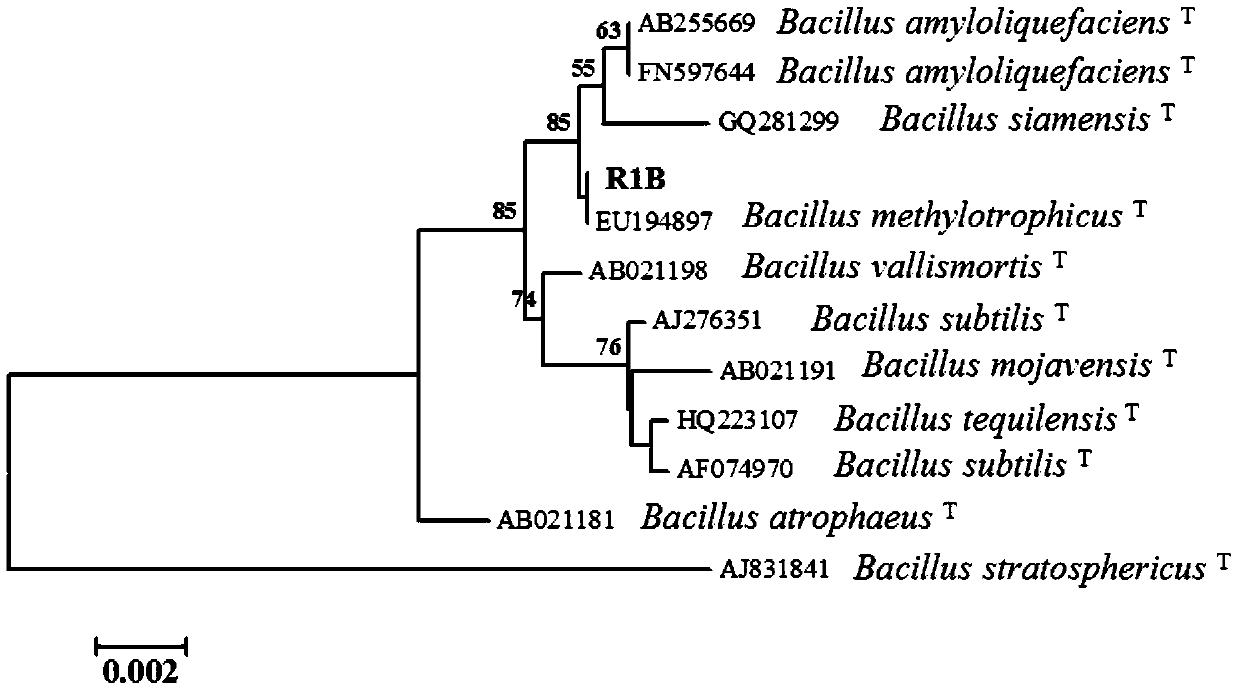 A Methylotrophic Bacillus and Its Application to Control Pear Ring Spot and Soft Rot