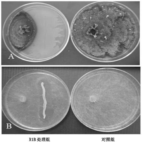 A Methylotrophic Bacillus and Its Application to Control Pear Ring Spot and Soft Rot