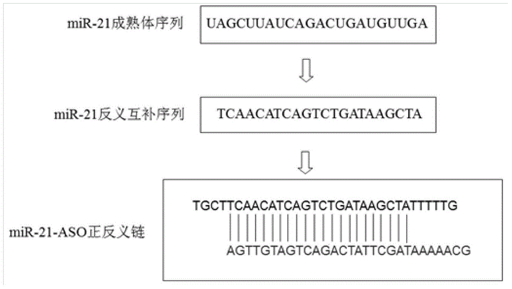 Novel method for reducing miRNA-21 expression