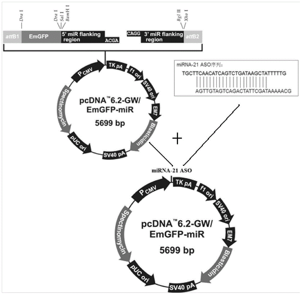 Novel method for reducing miRNA-21 expression