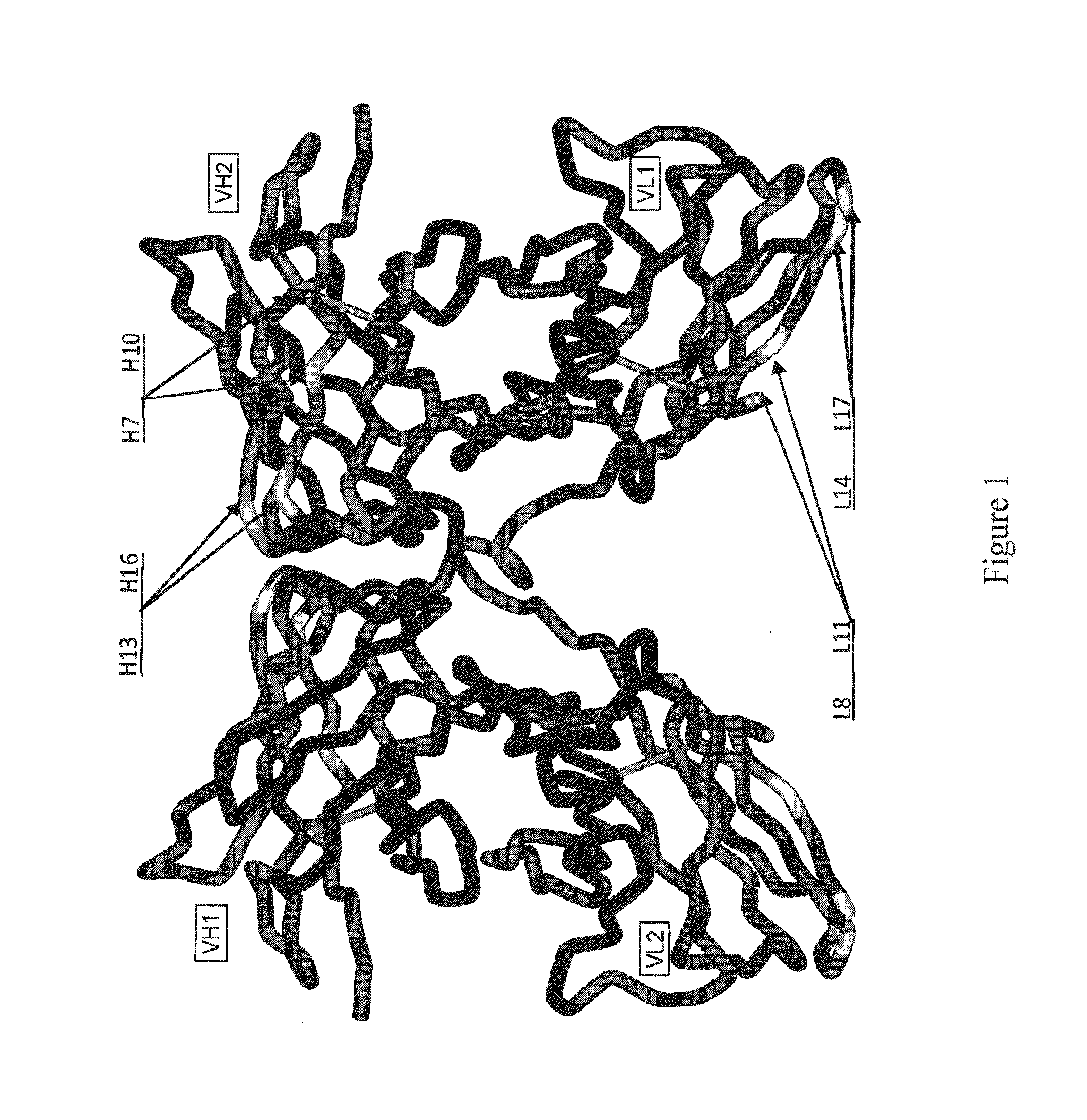 Immuno-conjugates and methods for producing them