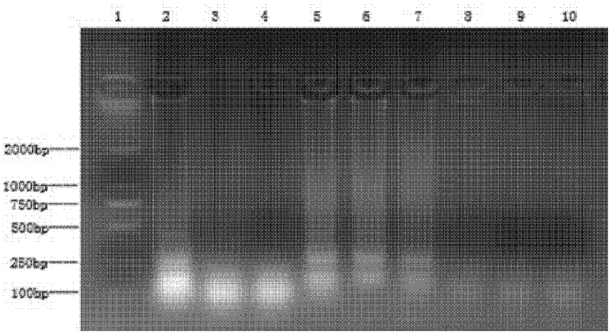 Duck viral hepatitis type 1 RT-LAMP detection kit and detection method thereof