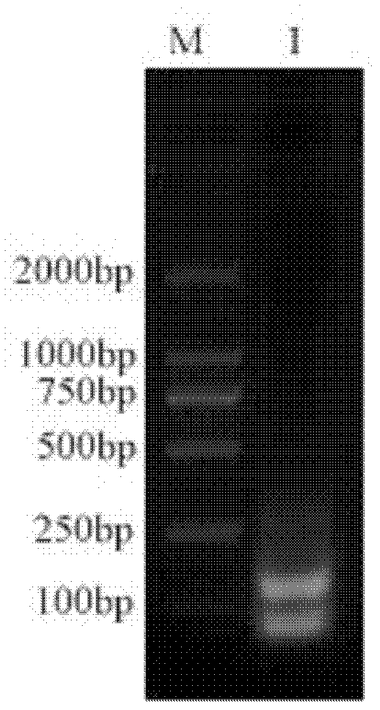 Duck viral hepatitis type 1 RT-LAMP detection kit and detection method thereof