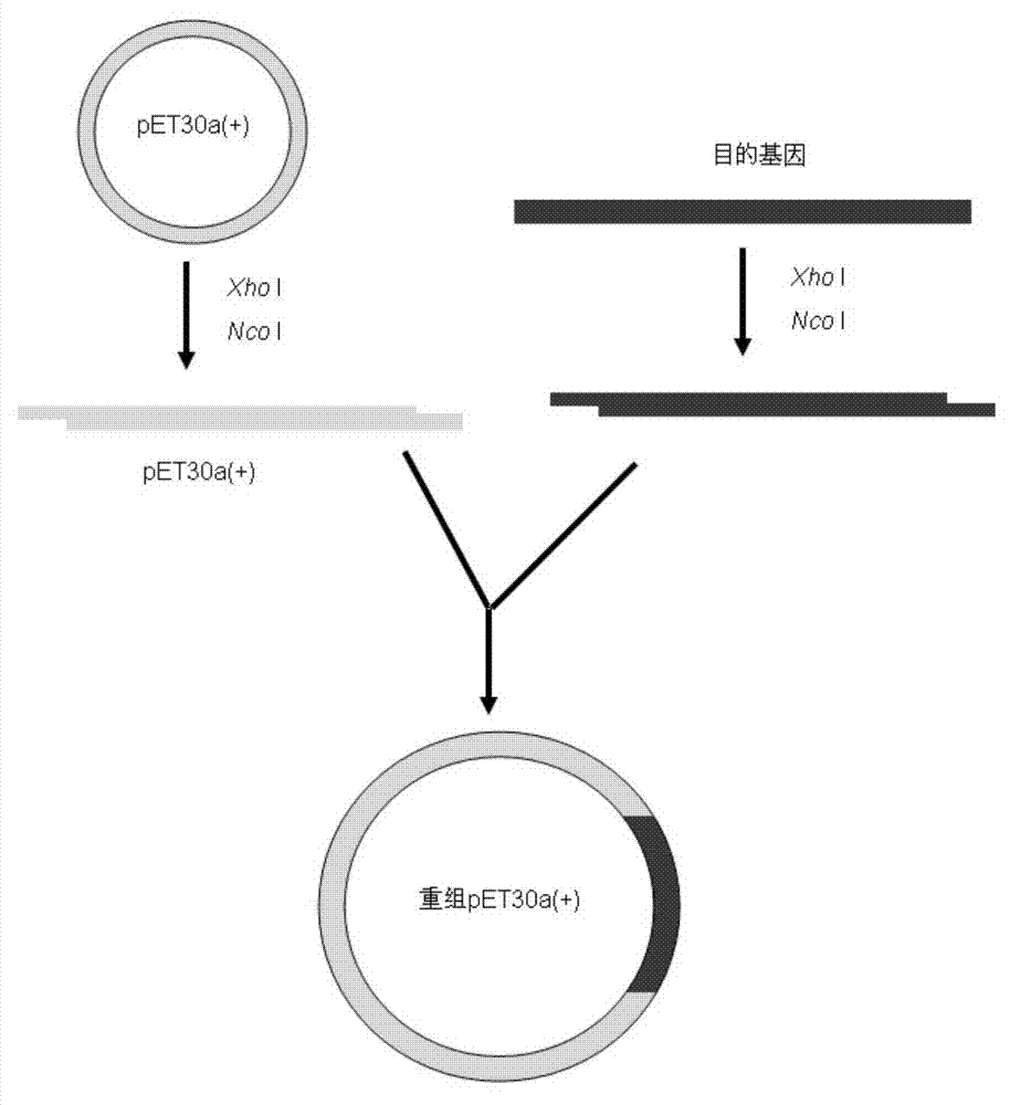 Antibacterial peptide NX-16, and preparation method and application thereof