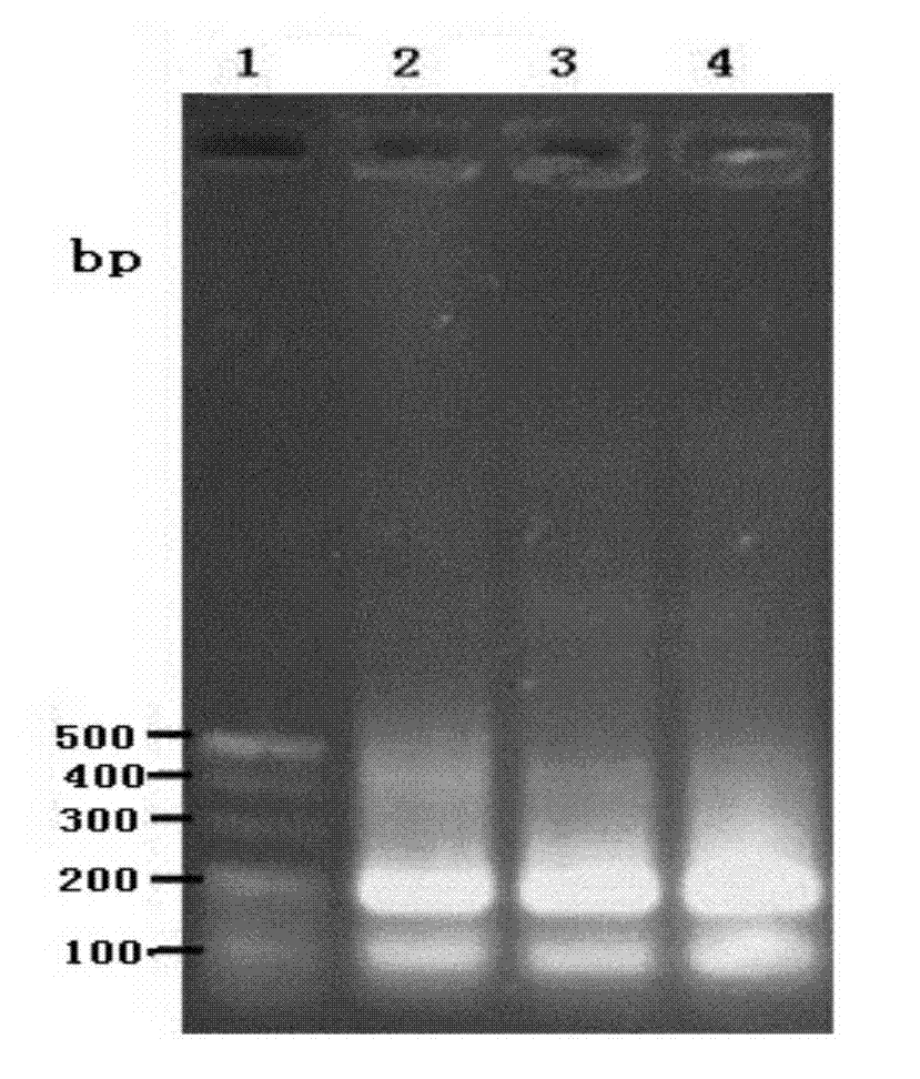 Antibacterial peptide NX-16, and preparation method and application thereof