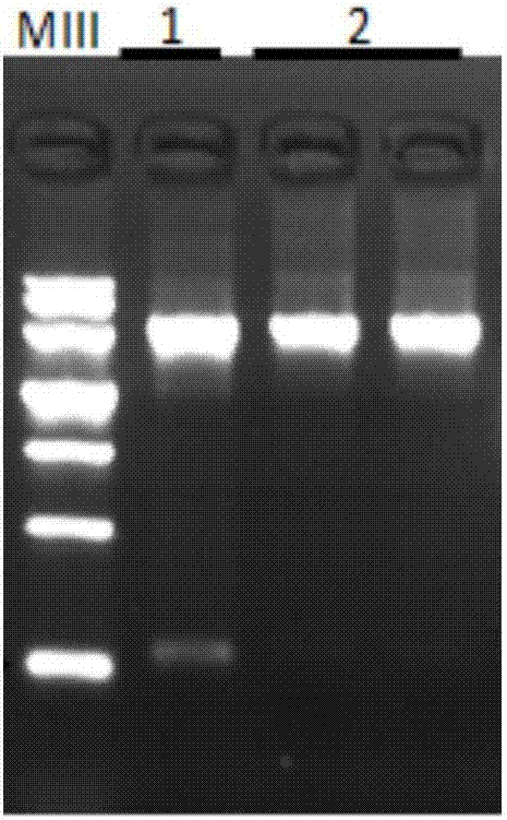 Binding solution for purification of nucleic acid and application of binding solution