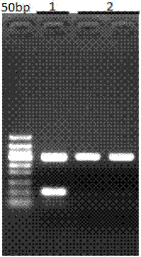 Binding solution for purification of nucleic acid and application of binding solution