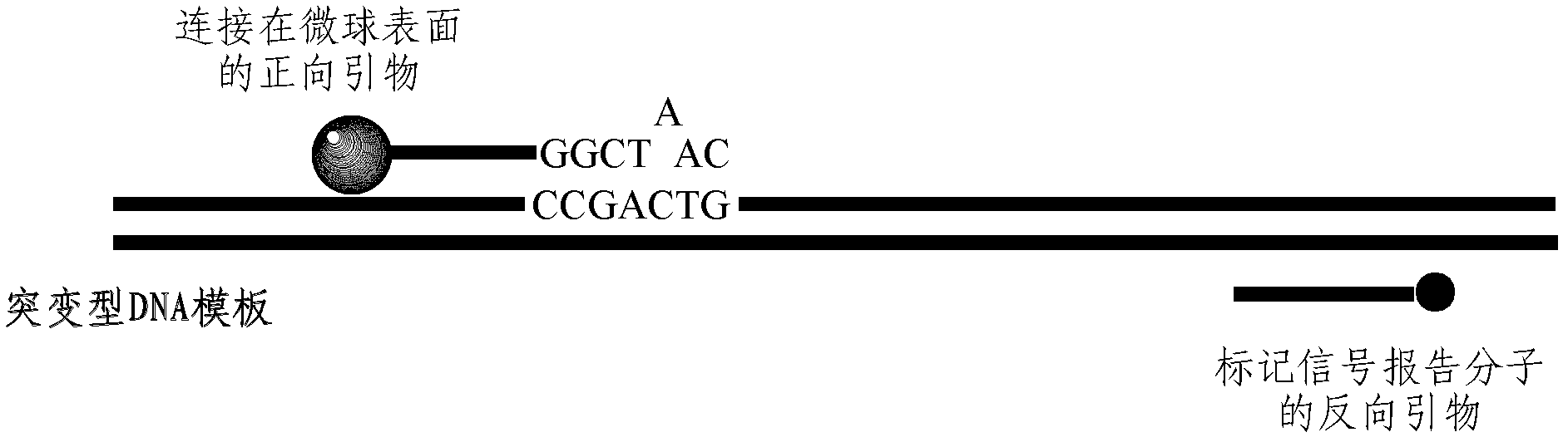 Liquid chip for detecting gene point mutation and method