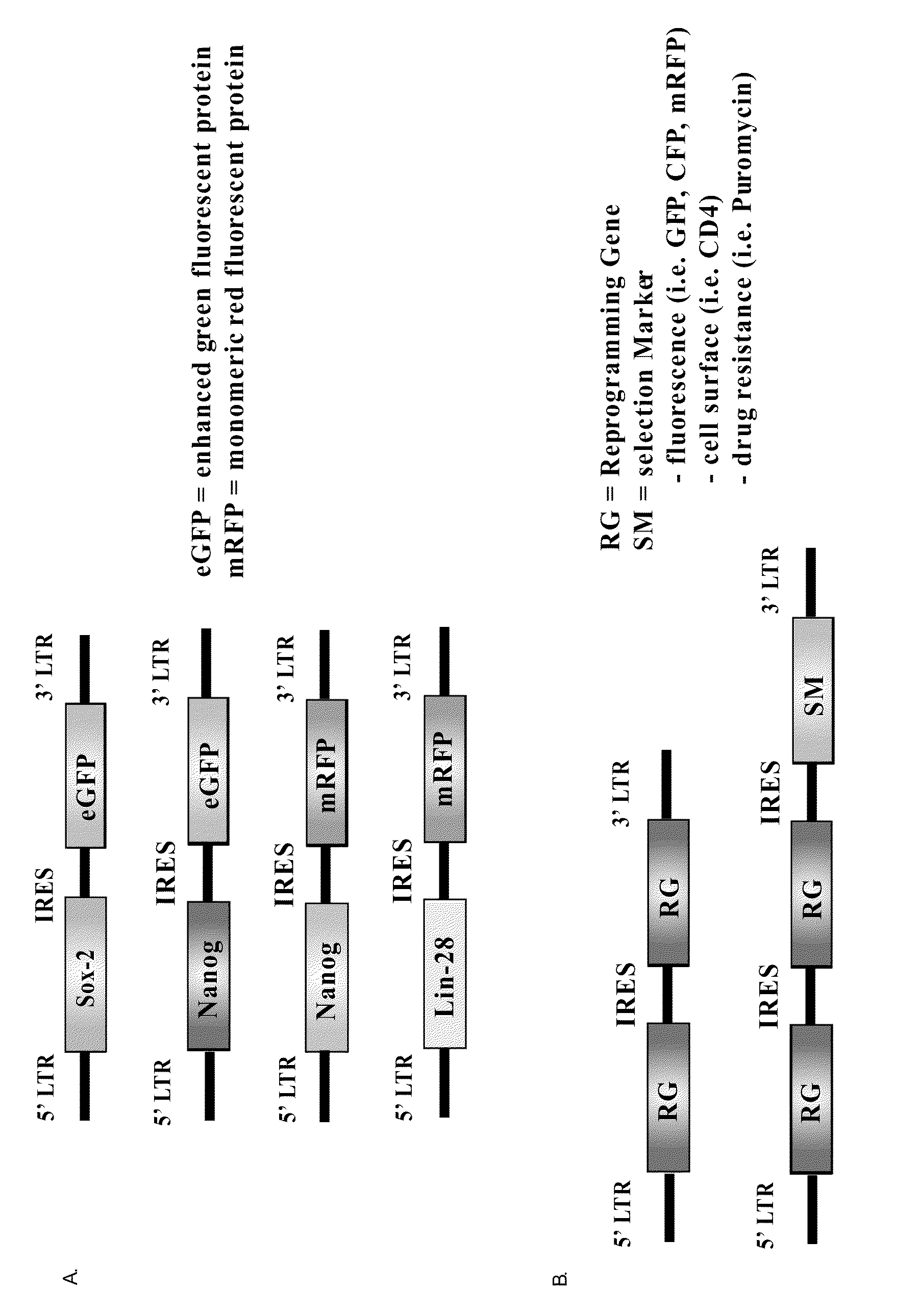 Methods for the production of iPS cells