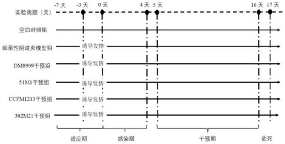 Lactobacillus jensenii for relieving inflammation caused by gardnerella vaginalis and application of lactobacillus jensenii