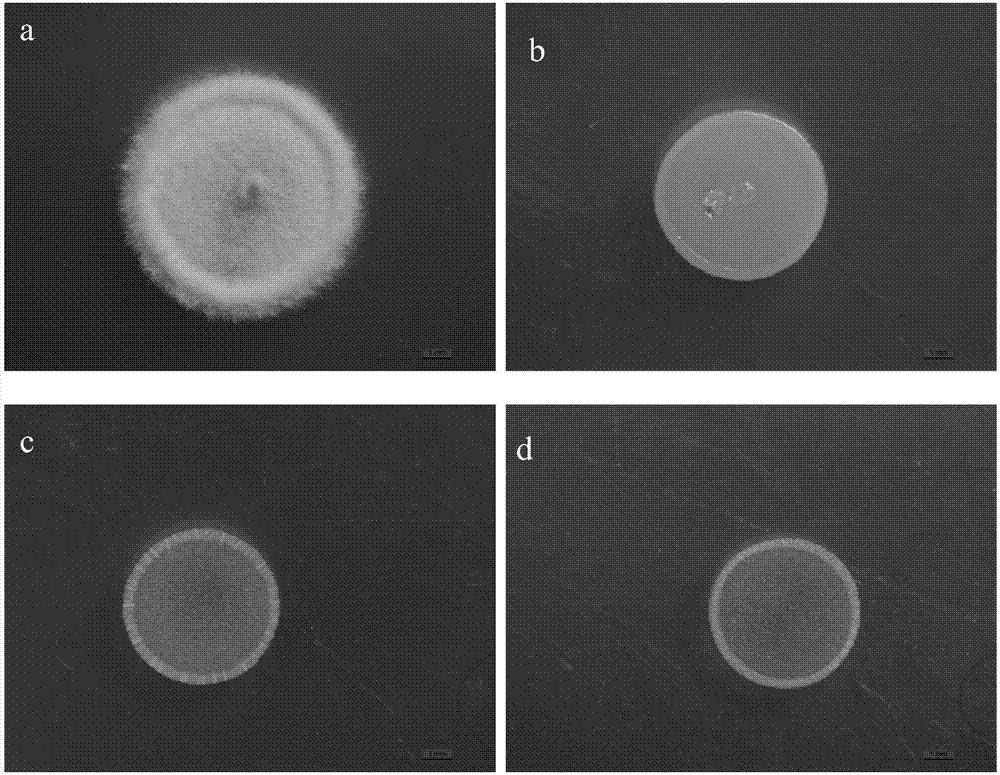 Escherichia coli metabolism crude extract as well as preparation method and application of escherichia coli metabolism crude extract