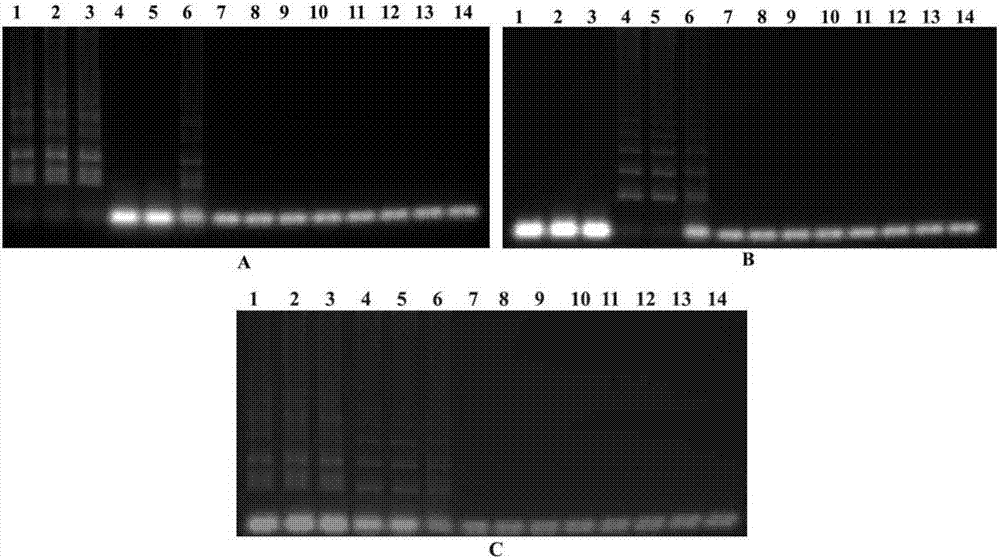 Foot and mouth disease virus and vesicular stomatitis virus identifying duplex fluorescence RT-LAMP (loop-mediated isothermal amplification) detection primer group, kit and application thereof