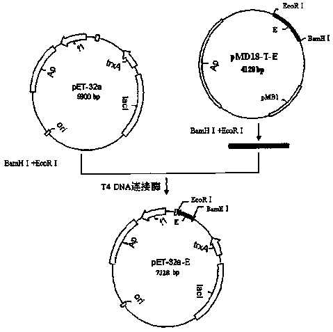 Recombinant avian flavivirus E protein and application thereof