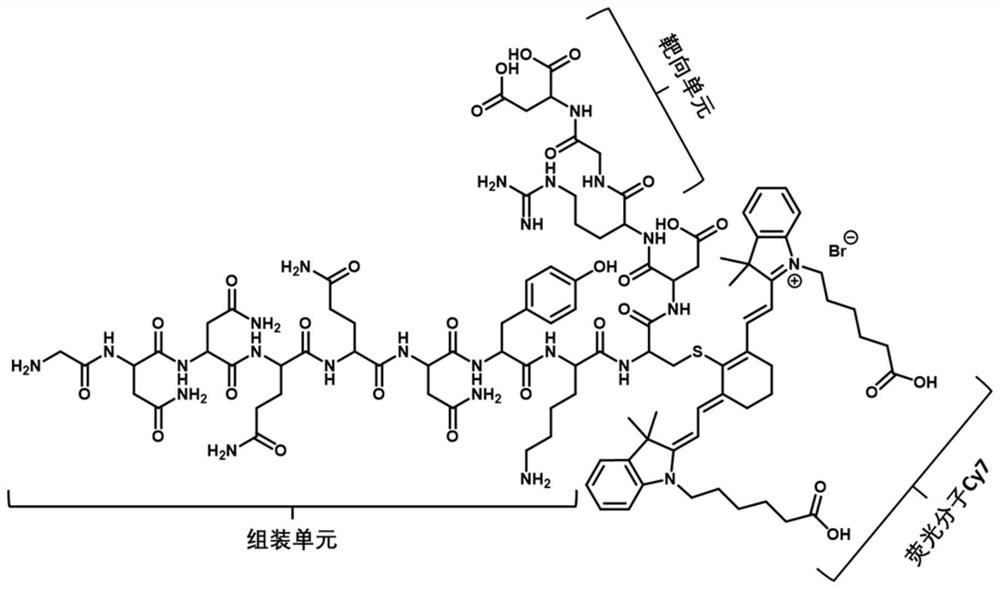 Polypeptide imaging probe as well as preparation method and application thereof