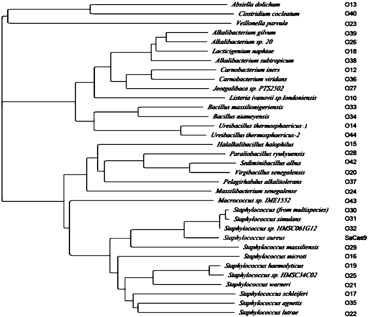 Construction of chimeric SaCas9 based on evolutionary information for enhancing and extending recognition of PAM loci