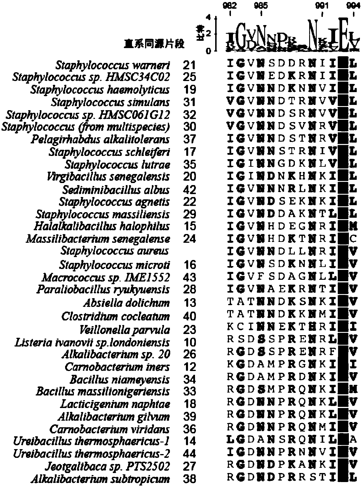 Construction of chimeric SaCas9 based on evolutionary information for enhancing and extending recognition of PAM loci