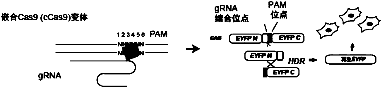 Construction of chimeric SaCas9 based on evolutionary information for enhancing and extending recognition of PAM loci