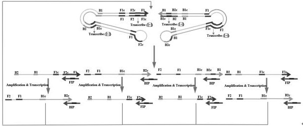 Kit for detecting novel coronavirus by adopting loop-mediated transcription isothermal amplification method