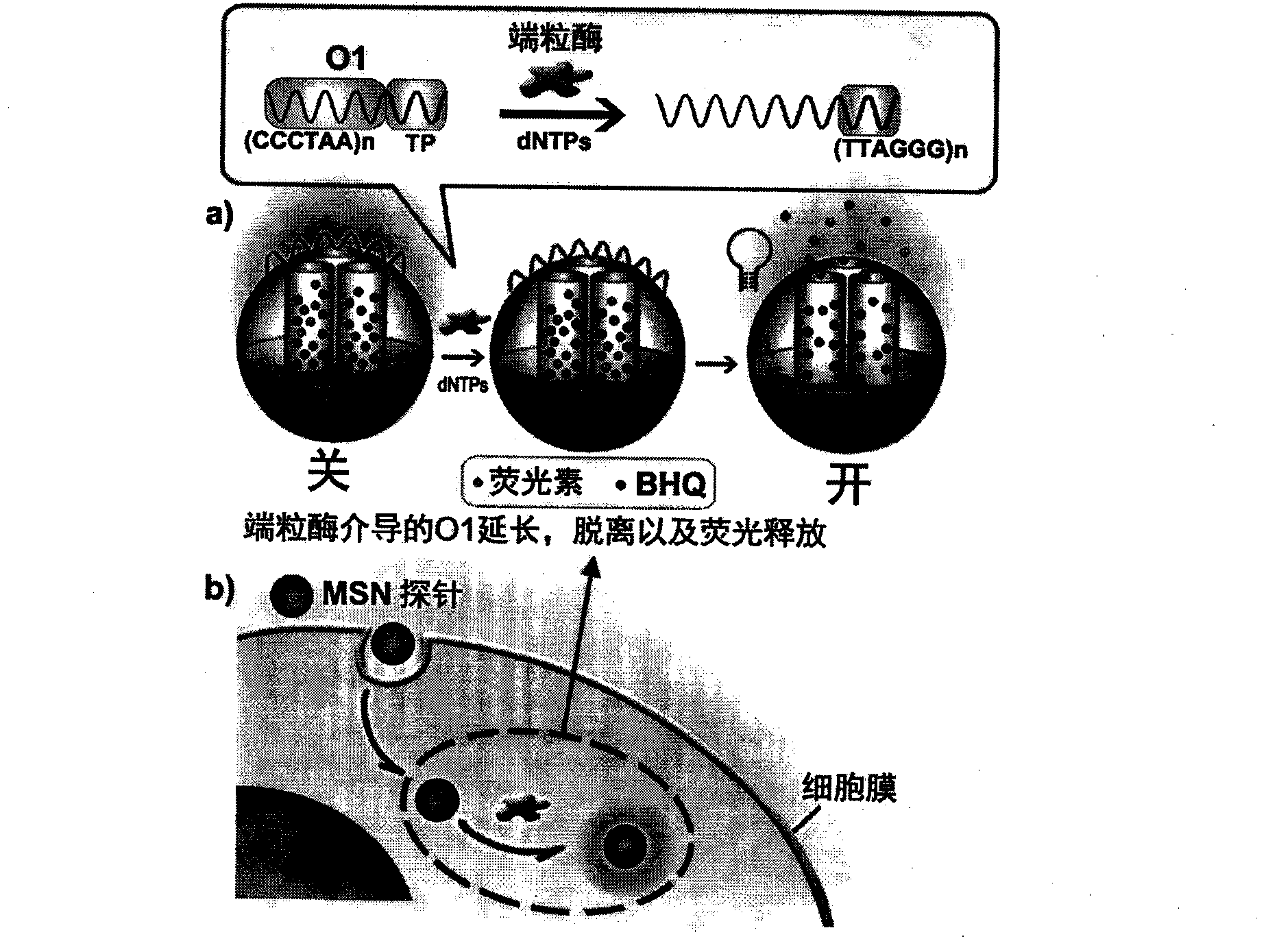 Nanometer probe for detecting activity of intracellular telomerase in situ and preparation method thereof