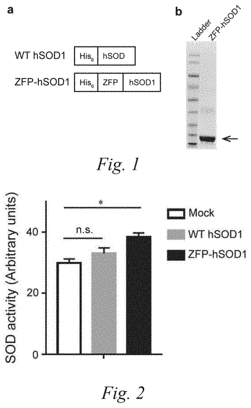 Zinc Finger Protein-Superoxide Dismutase Fusion Protein With Cell Membrane Penetrating Property